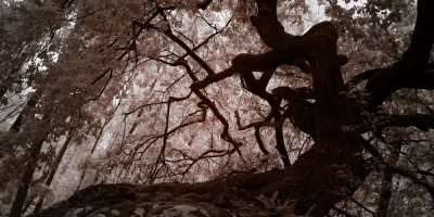 Illustration image for album Arbres remarquables de Fontainebleau en infrarouge